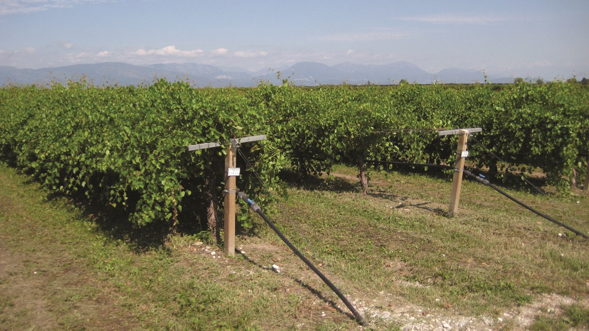 Pruebas de los portainjertos de VCR en campo, en el Centro de Investigación en Rauscedo (Italia). (1)|Airen R|Godello R|Garnacha R|garnacha y godello